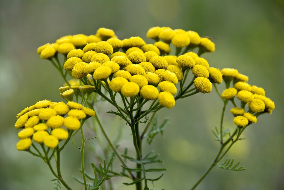 Eliminate the helminthic invasion with tansy