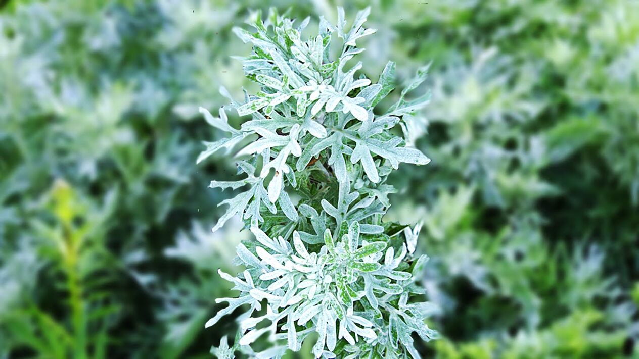 Wormwood is often used for deworming