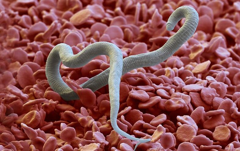 Dirofilaria - a parasite that penetrates the skin through insect bites