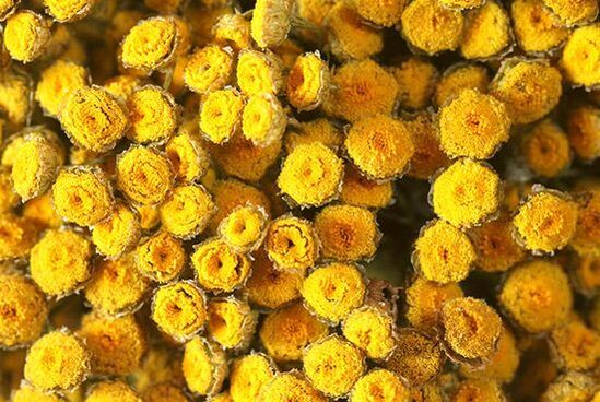 Treat helminthiasis with tansy with caution