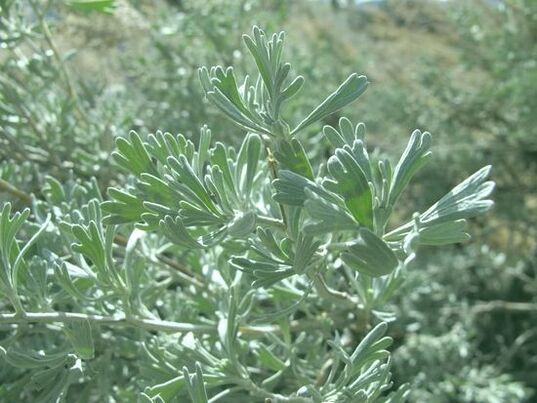 Wormwood helps fight worms
