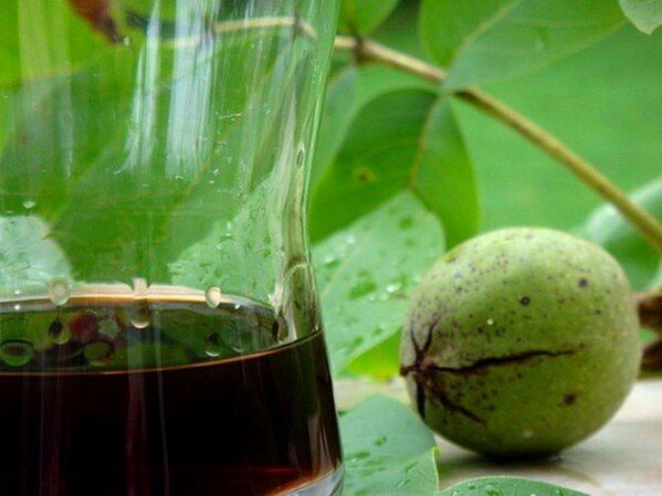 A decoction of green walnut shells is a folk remedy for worms. 