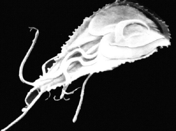 Giardia is a protozoan parasite. 