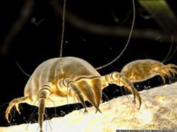 Subcutaneous ticks